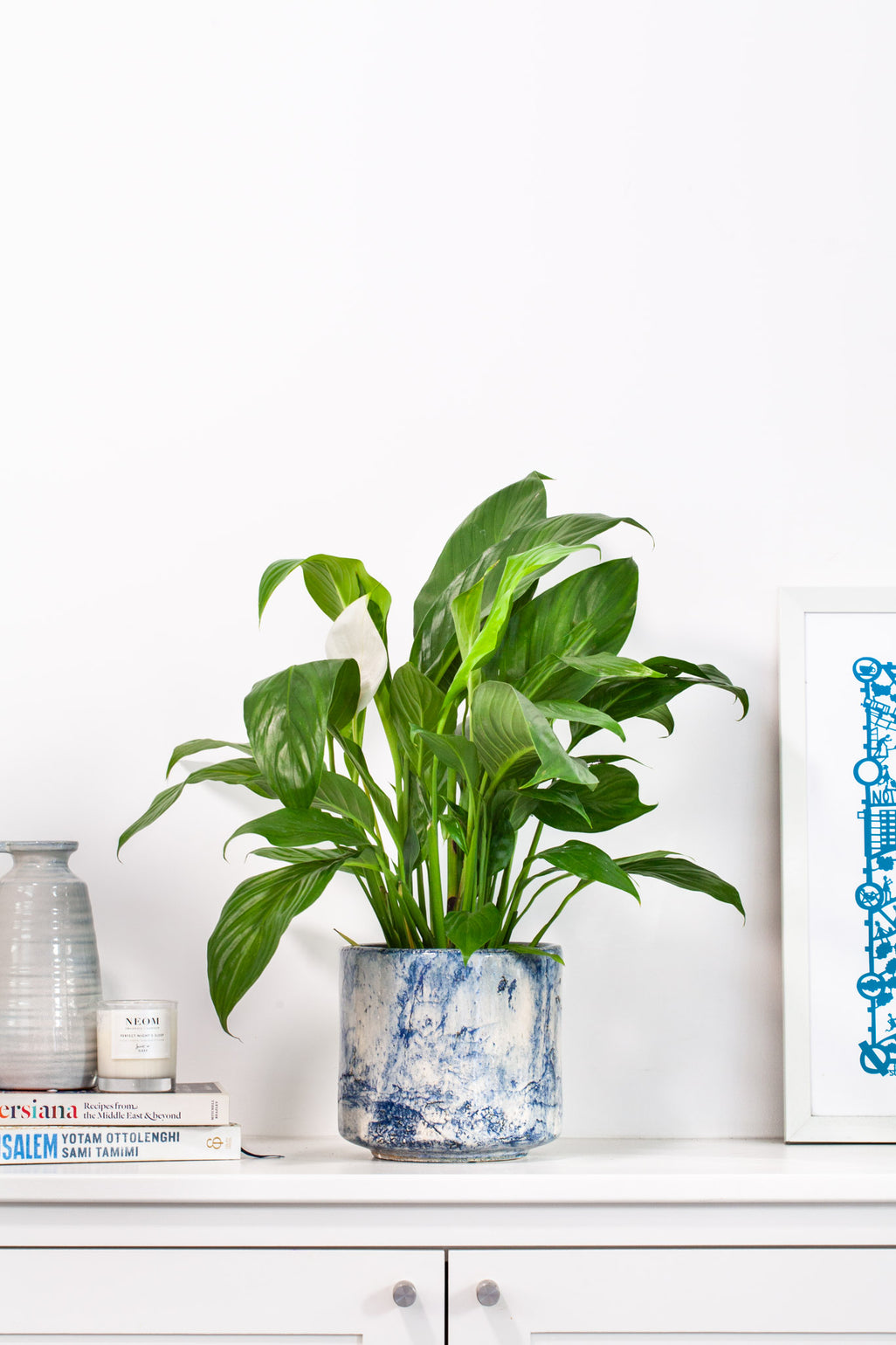 files/IndoorPlants-JamieShots16.11.2023-065.jpg